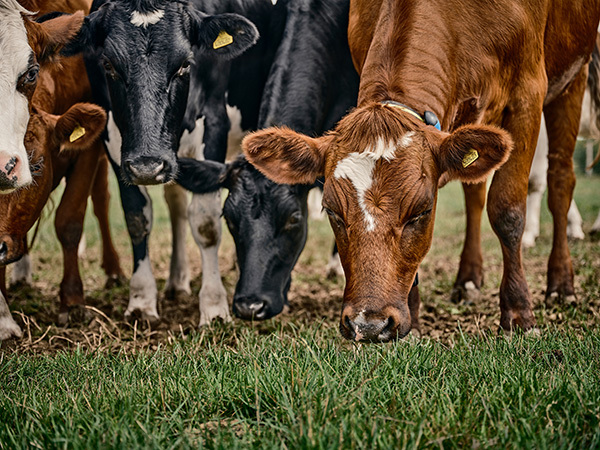 Why Eternit FarmTec is the ideal solution for your agricultural building