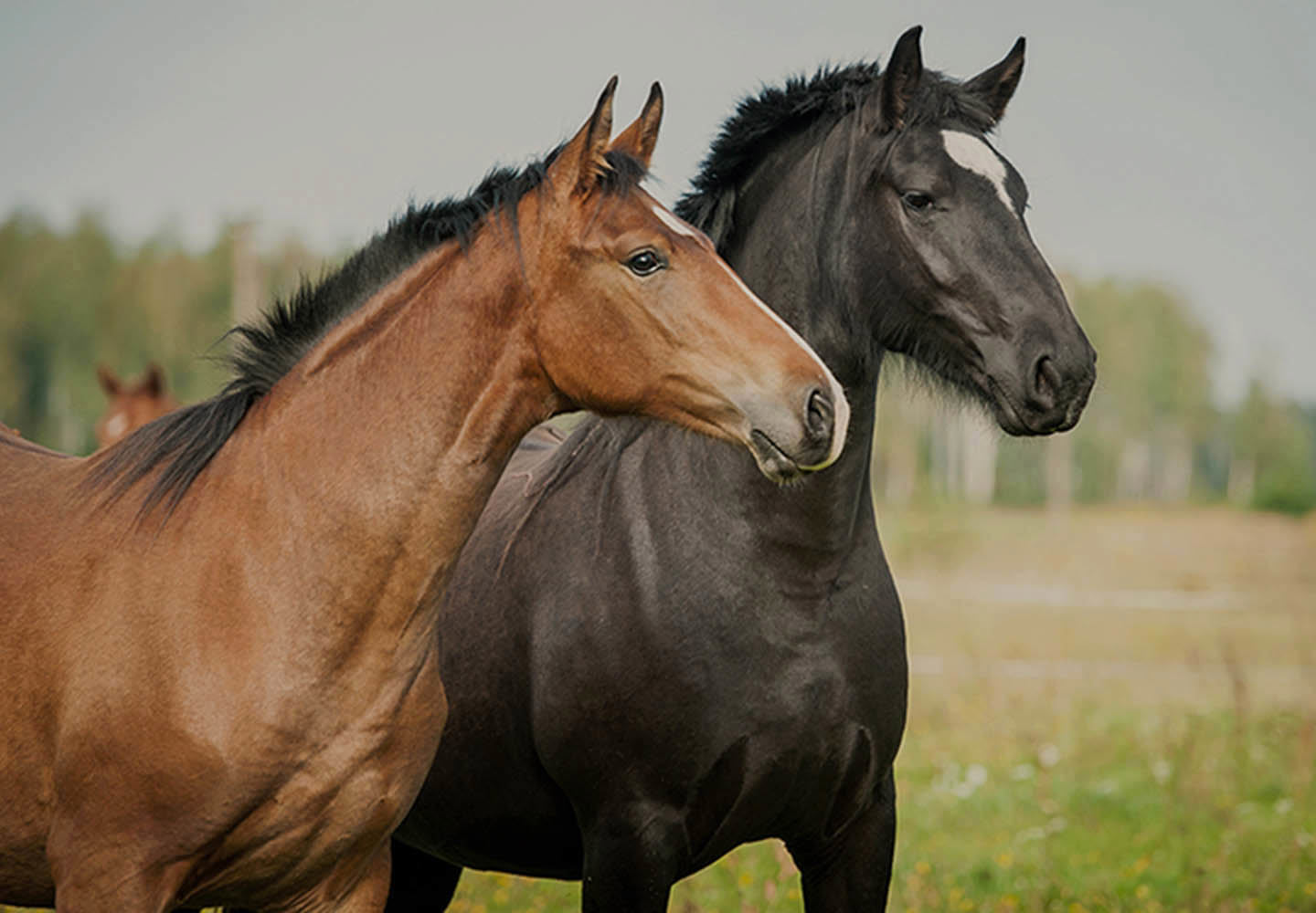 equestrian